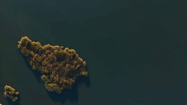 Les meilleures plantes grimpantes pour habiller vos arbres et pergolas